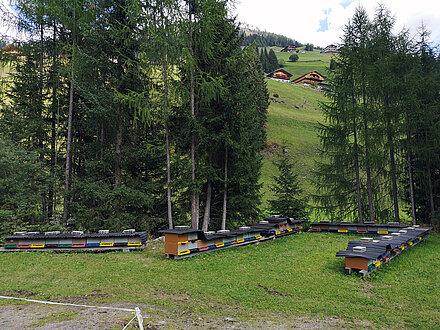 Maxer apiary